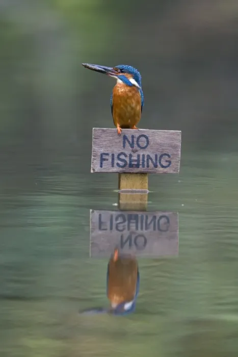 Framed Print : Common Kingfisher (Alcedo atthis) adult male, feeding, with Three-spined Stickleback (Gasterosteus aculeatus) prey in beak, perched on No Fishing sign, Suffolk, England, may Framed Print : Common Kingfisher (Alcedo atthis) adult male, feeding, with Three-spined Stickleback (Gasterosteus aculeatus) prey in beak, perched on No Fishing sign, Suffolk, England, may