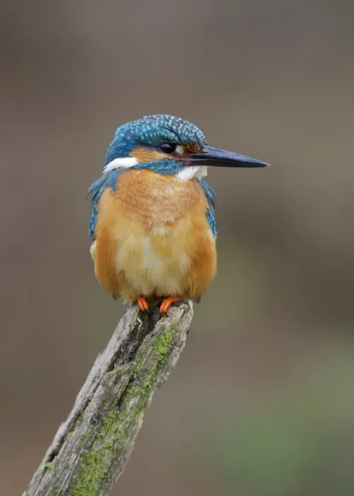 Framed Print : Common Kingfisher (Alcedo atthis) adult male, perched on stump, Dumfries and Galloway, Scotland, may Framed Print : Common Kingfisher (Alcedo atthis) adult male, perched on stump, Dumfries and Galloway, Scotland, may