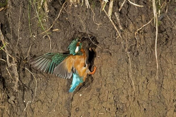 Common Kingfisher (Alcedo atthis) adult male, building nest tunnel in river bank, Suffolk, England, july