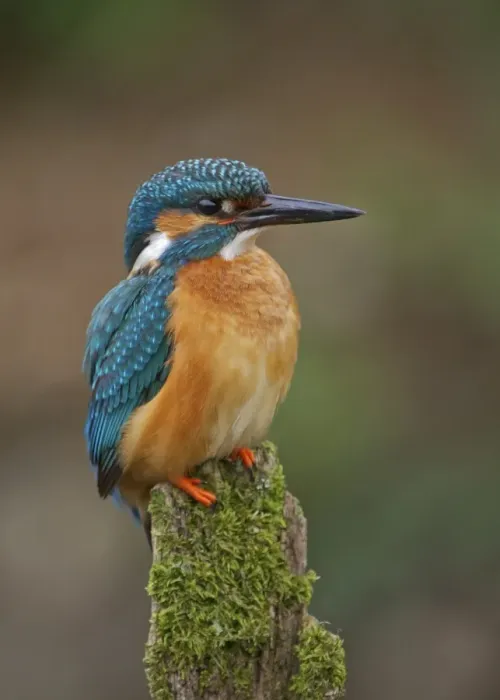 Framed Print : Common Kingfisher (Alcedo atthis) adult male, perched on moss covered stump, River Urr, Dalbeattie, Dumfries and Galloway, Scotland, june Framed Print : Common Kingfisher (Alcedo atthis) adult male, perched on moss covered stump, River Urr, Dalbeattie, Dumfries and Galloway, Scotland, june