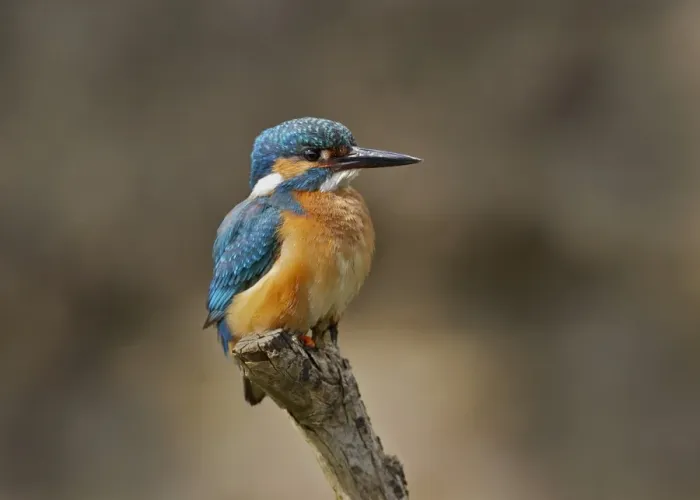 Framed Print : Common Kingfisher (Alcedo atthis) adult male, perched on stick, River Urr, Dalbeattie, Dumfries and Galloway, Scotland, may Framed Print : Common Kingfisher (Alcedo atthis) adult male, perched on stick, River Urr, Dalbeattie, Dumfries and Galloway, Scotland, may