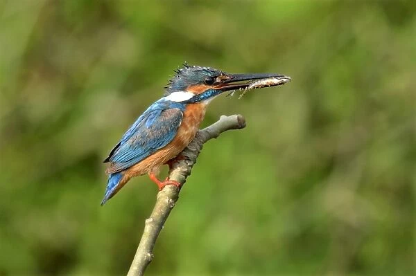 Common Kingfisher (Alcedo atthis bengalensis) adult male, with fish in beak, perched on stick, Nayandahalli, Bangalore