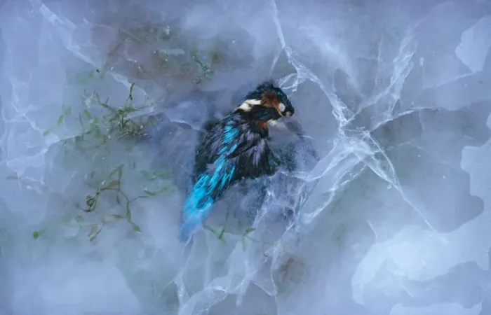 Framed Print : Common Kingfisher (Alcedo atthis) dead adult, frozen in ice, Derbyshire, England, winter Framed Print : Common Kingfisher (Alcedo atthis) dead adult, frozen in ice, Derbyshire, England, winter