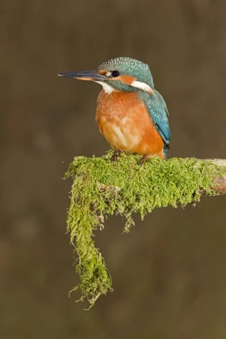 Framed Print : Common Kingfisher (Alcedo atthis) immature female, perched on mossy branch, Suffolk, England, july Framed Print : Common Kingfisher (Alcedo atthis) immature female, perched on mossy branch, Suffolk, England, july