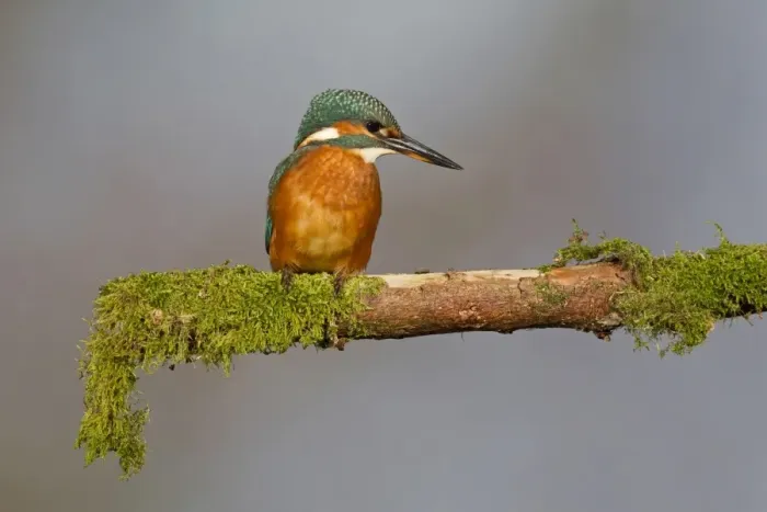 Framed Print : Common Kingfisher (Alcedo atthis) immature female, perched on mossy branch, Suffolk, England, july Framed Print : Common Kingfisher (Alcedo atthis) immature female, perched on mossy branch, Suffolk, England, july