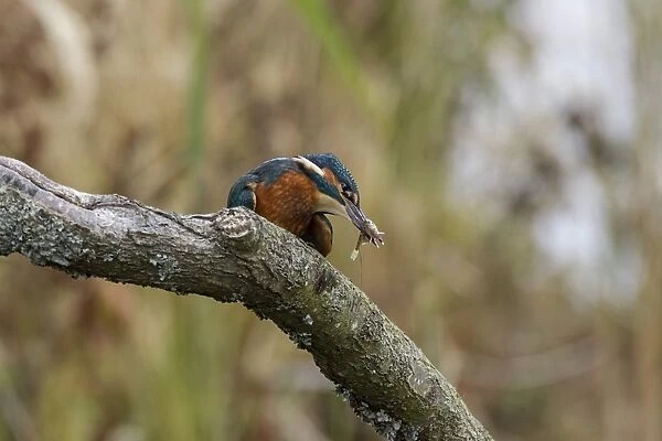 Common Kingfisher batters Stickleback fish before swallowing it. Lackford Lakes, Suffolk