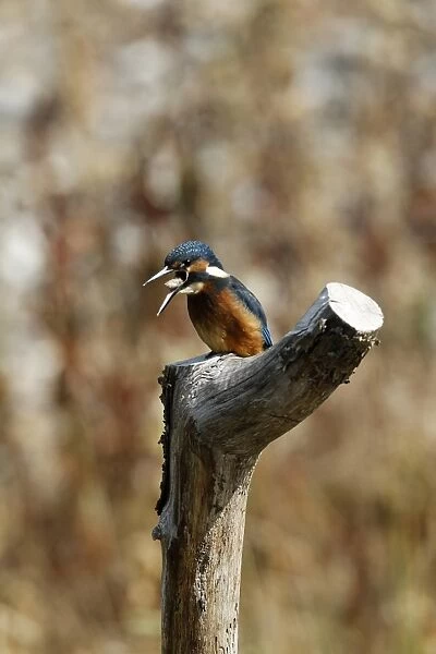 Common Kingfisher regurgitating a pellet. Lackford Lakes, Suffolk