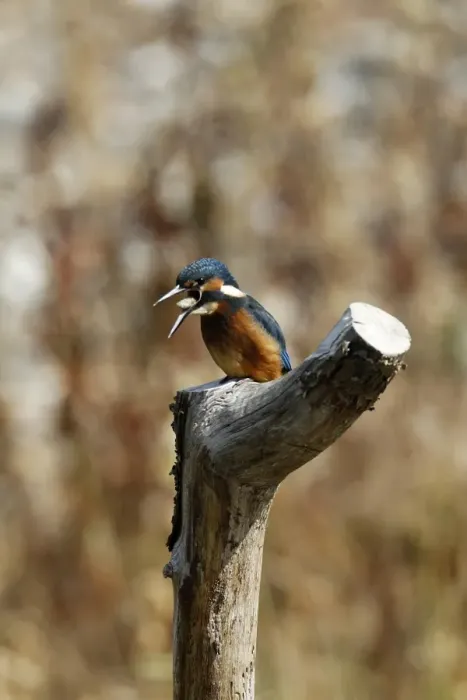 Framed Print : Common Kingfisher regurgitating a pellet. Lackford Lakes, Suffolk Framed Print : Common Kingfisher regurgitating a pellet. Lackford Lakes, Suffolk