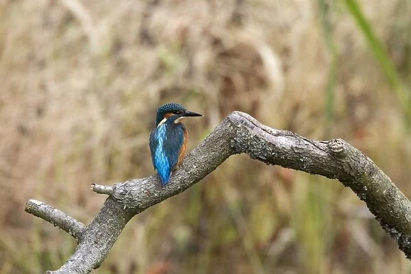 Common Kingfisher showing the iridescent azure coloured back. Juvenile bird with white tip to bill