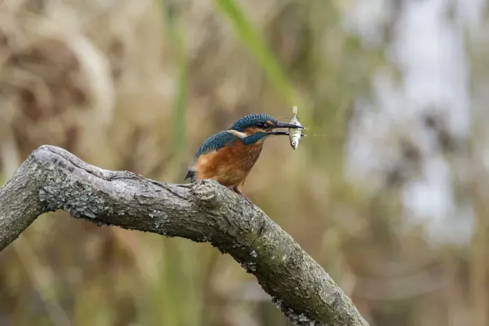 Framed Print : Common Kingfisher with Stickleback - Lackford Lake, Suffolk Framed Print : Common Kingfisher with Stickleback - Lackford Lake, Suffolk