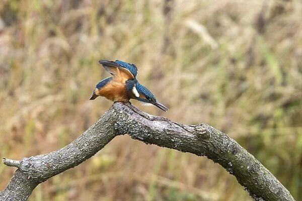 Common Kingfisher stretching. Lackford Lakes, Suffolk