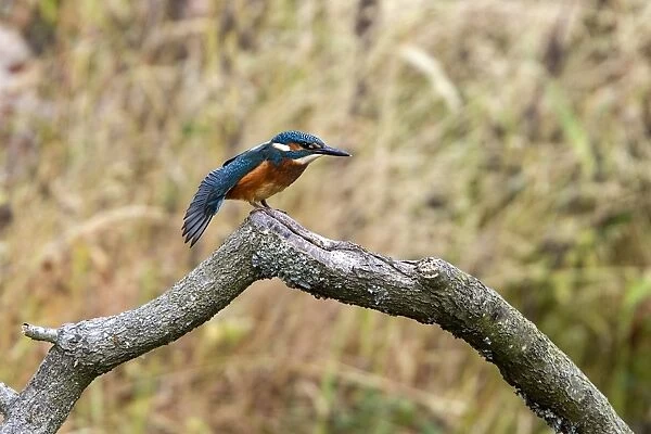 Common Kingfisher stretching wing. Lackford Lakes, Suffolk