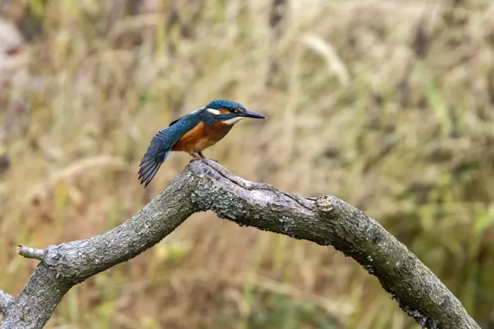 Framed Print : Common Kingfisher stretching wing. Lackford Lakes, Suffolk Framed Print : Common Kingfisher stretching wing. Lackford Lakes, Suffolk