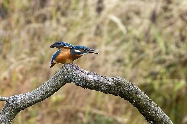 Common Kingfisher stretching wing. Lackford Lakes, Suffolk