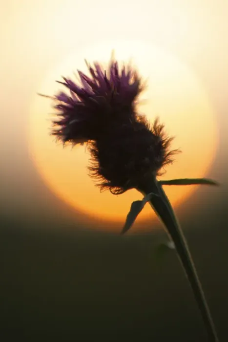 Framed Print : Common Knapweed (Centaurea nigra) flowering, silhouetted at sunset, Powys, Wales, september Framed Print : Common Knapweed (Centaurea nigra) flowering, silhouetted at sunset, Powys, Wales, september