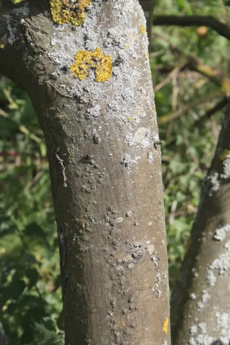 Framed Print : Common Laburnum (Laburnum anagyroides) introduced species, close-up of trunk, Bacton, Suffolk, England, may