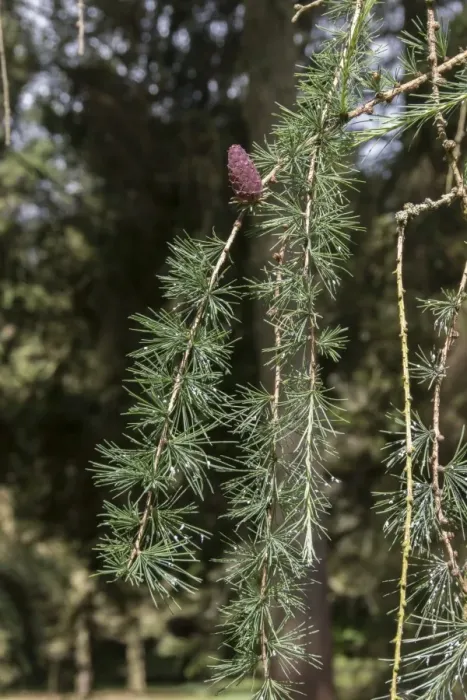 Framed Print : Common Larch with young cone Framed Print : Common Larch with young cone