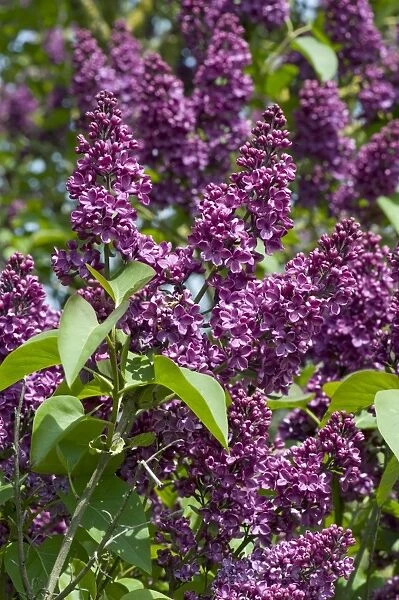 Common Lilac, Syringa vulgaris, flowering tree in spring