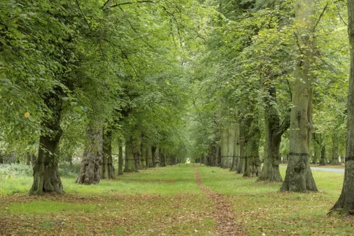 Framed Print : Common Lime (Tilia x europaea) avenue in parkland, Clumber Park, Nottinghamshire, England, October