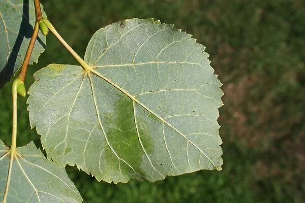 Common Lime (Tilia x europaea) close-up of leaf underside, Mendlesham, Suffolk, England, August