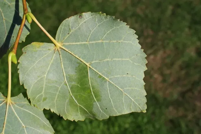 Framed Print : Common Lime (Tilia x europaea) close-up of leaf underside, Mendlesham, Suffolk, England, August Framed Print : Common Lime (Tilia x europaea) close-up of leaf underside, Mendlesham, Suffolk, England, August