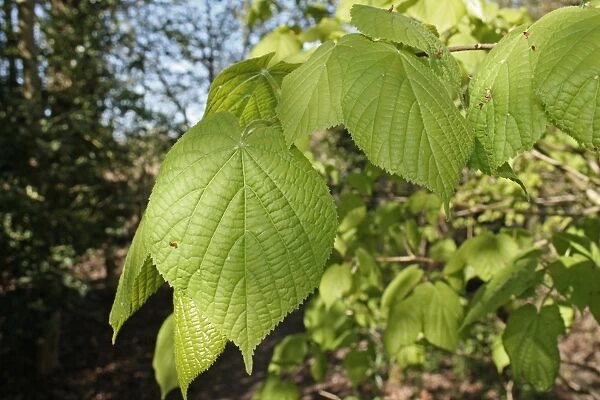 Common Lime (Tilia x europaea) close-up of leaves, growing in woodland, Vicarage Plantation, Mendlesham, Suffolk
