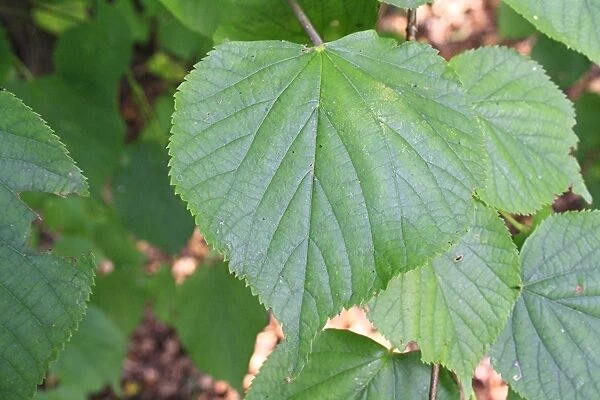 Common Lime (Tilia x europaea) close-up of leaves, growing in woodland, Vicarage Plantation, Mendlesham, Suffolk