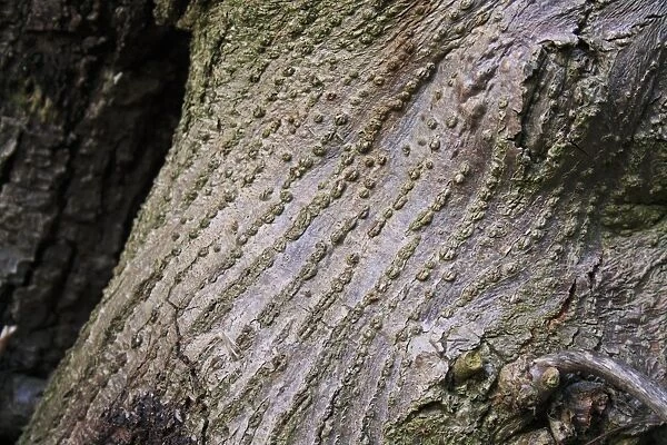 Common Lime (Tilia x europaea) close-up of trunk, growing in woodland, Vicarage Plantation, Mendlesham, Suffolk
