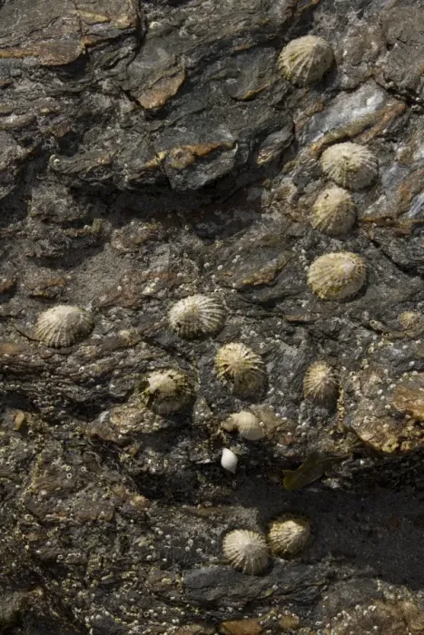 Framed Print : The common limpet, is an edible species of sea snail with gills, a typical true limpet Framed Print : The common limpet, is an edible species of sea snail with gills, a typical true limpet