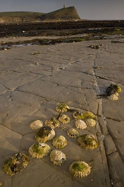 Common Limpet (Patella vulgata) adults, group attached to rocks at low tide, with Clavel Tower on clifftop in distance, Kimmeridge Bay, Dorset, England, march