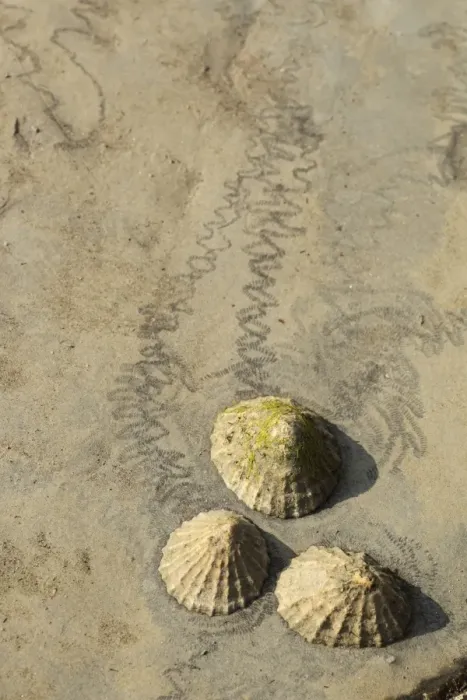 Framed Print : Common Limpet (Patella vulgata) three adults, attached to rock with feeding tracks at low tide, Kimmeridge Bay