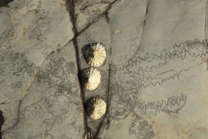 Framed Print : Common Limpet (Patella vulgata) three adults, attached to rock with feeding tracks at low tide, Kimmeridge Bay