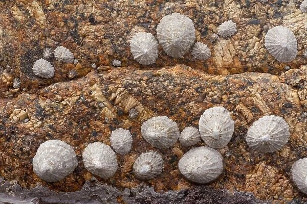 Common Limpet (Patella vulgata) adults and juveniles, group attached to granite rock, Sennen Cove, Land's End, Cornwall, England, march