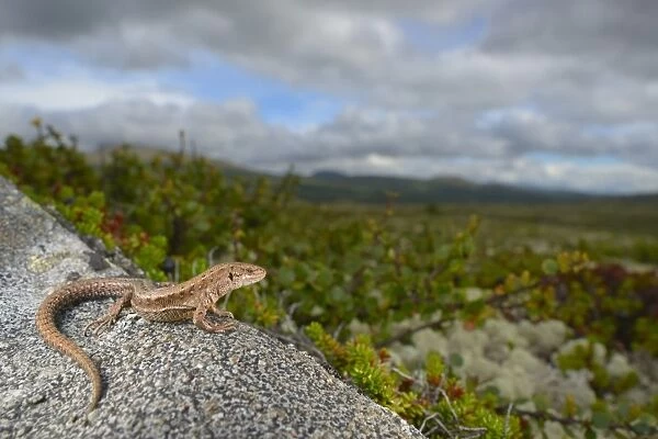 Common Lizard (Zootoca vivipara) adult, basking on rock in tundra habitat, Dovrefjell-Sunndalsfjella N. P