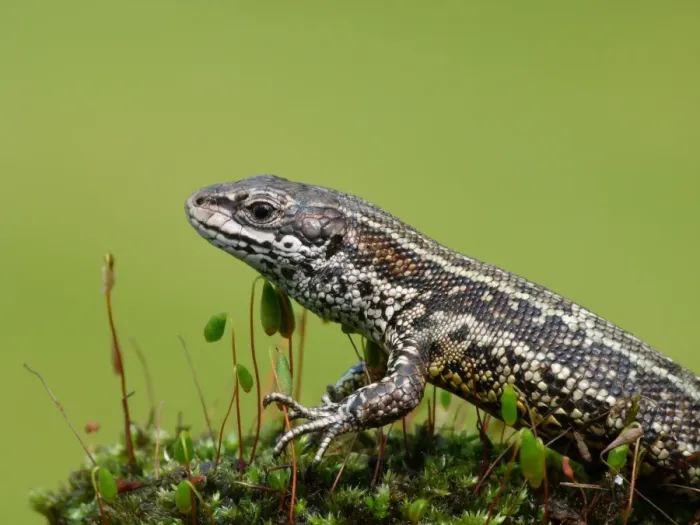 Framed Print : Common Lizard (Zootoca vivipara) adult, resting on moss, Italy, april Framed Print : Common Lizard (Zootoca vivipara) adult, resting on moss, Italy, april