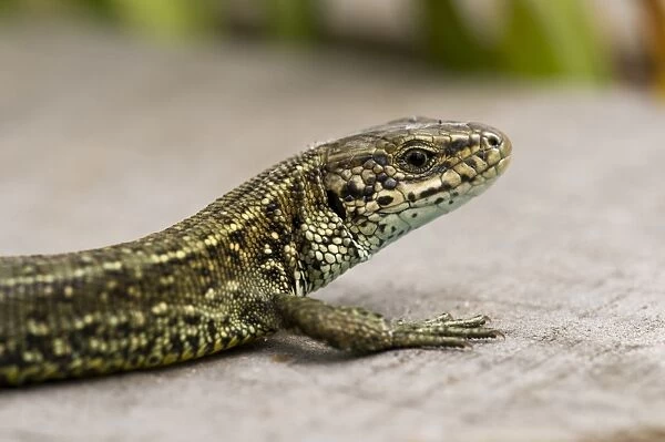 Common Lizard (Zootoca vivipara) adult, close-up of head and leg, basking on boardwalk