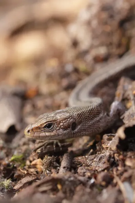 Framed Print : Common Lizard (Zootoca vivipara) adult, on woodland floor, North Yorkshire, England, May