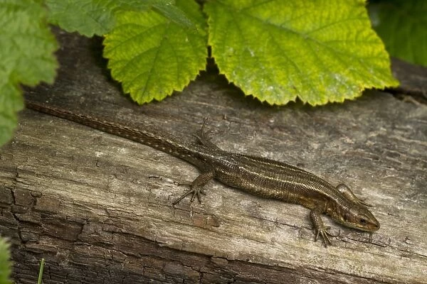 Common Lizard (Zootoca vivipara) adult female, basking on log, Sussex, England, June
