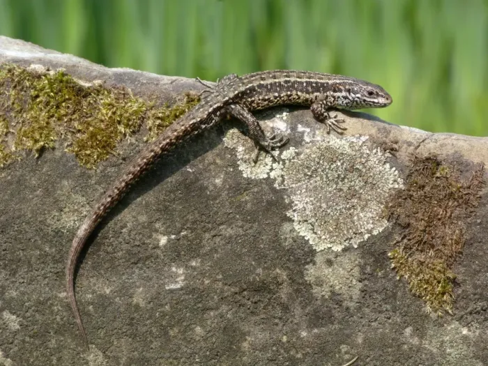 Framed Print : Common Lizard (Zootoca vivipara) adult male, basking on moss and Lichen covered stone, Italy, april Framed Print : Common Lizard (Zootoca vivipara) adult male, basking on moss and Lichen covered stone, Italy, april