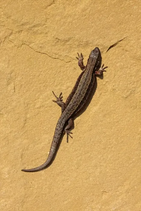 Framed Print : Common Lizard (Zootoca vivipara) adult male, basking on sandstone rock, Shropshire, England, March (captive) Framed Print : Common Lizard (Zootoca vivipara) adult male, basking on sandstone rock, Shropshire, England, March (captive)