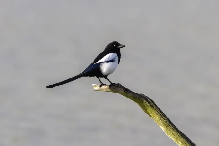 Framed Print : Common Magpie Framed Print : Common Magpie