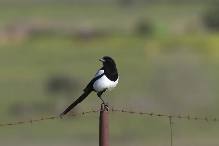 Framed Print : Common Magpie on barbed wire fence Framed Print : Common Magpie on barbed wire fence