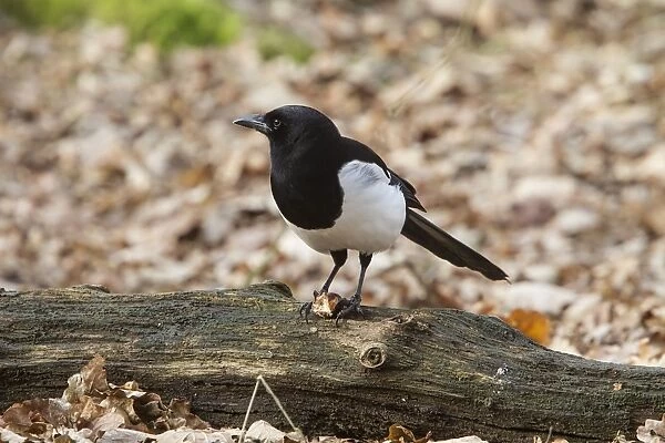 Common Magpie eating a Horse Chestnut