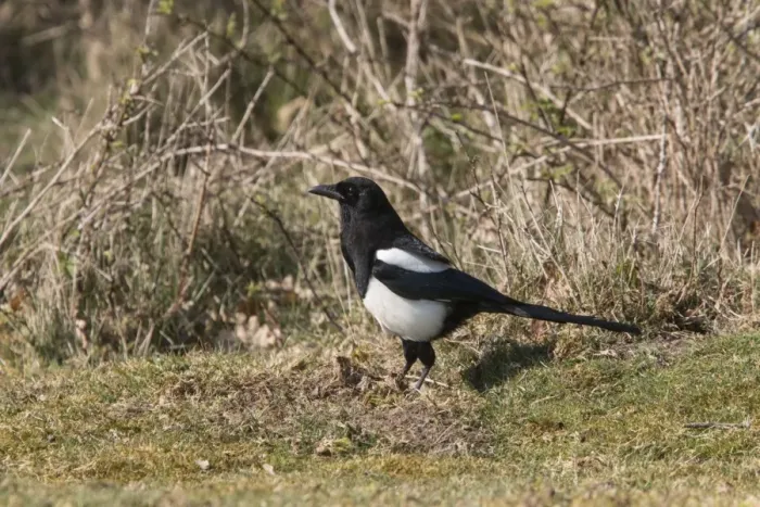 Framed Print : Common Magpie foraging for food