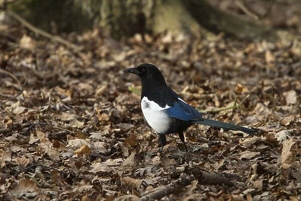 Common Magpie looking for food in leaf litter