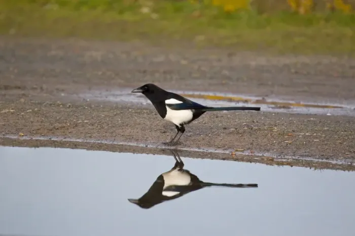 Framed Print : Common Magpie (Pica pica) adult, standing beside pool with reflection, Suffolk, England, february Framed Print : Common Magpie (Pica pica) adult, standing beside pool with reflection, Suffolk, England, february