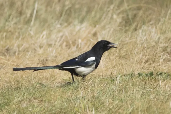 Framed Print : Common Magpie (Pica pica) adult, feeding on ground, Minsmere RSPB Reserve, Suffolk, England, june Framed Print : Common Magpie (Pica pica) adult, feeding on ground, Minsmere RSPB Reserve, Suffolk, England, june