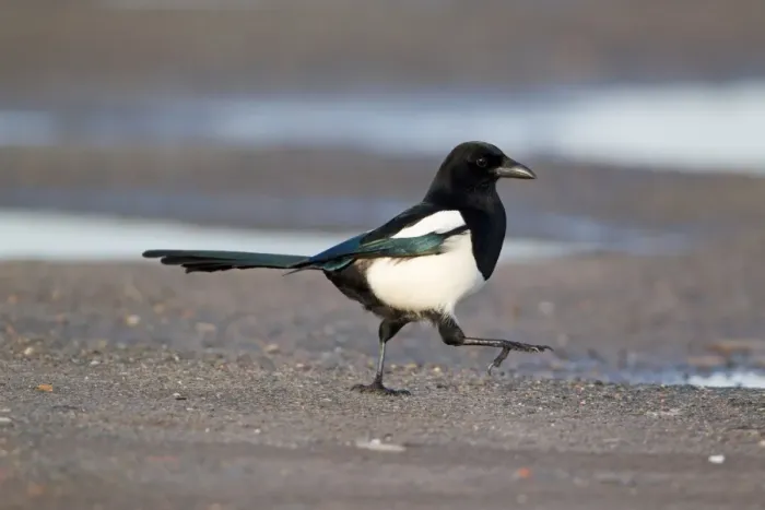 Framed Print : Common Magpie (Pica pica) adult, walking on shore, Suffolk, England, february Framed Print : Common Magpie (Pica pica) adult, walking on shore, Suffolk, England, february