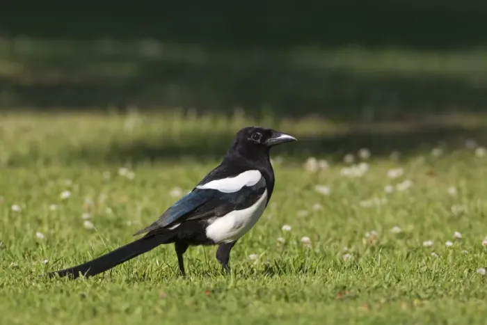 Framed Print : Common Magpie (Pica pica) adult, standing on grass, Oxfordshire, England, june Framed Print : Common Magpie (Pica pica) adult, standing on grass, Oxfordshire, England, june