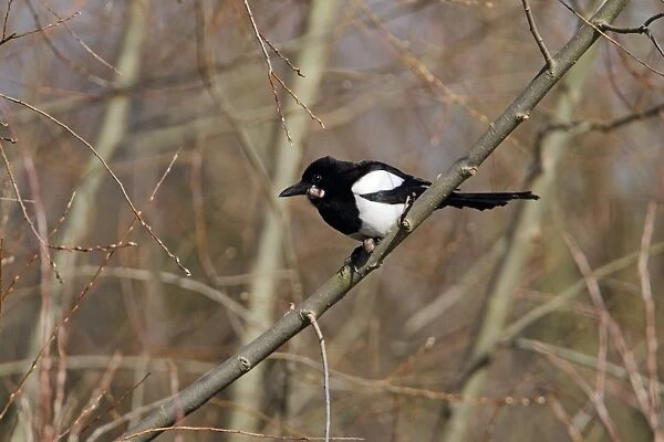 Common Magpie (Pica pica) adult, with tumor growth on head and feet, perched on branch in woodland, Hertfordshire